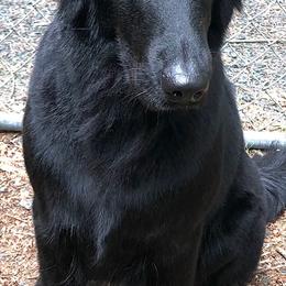 Flat-Coated Retrievers from Swiftwater Flat Coated Retrievers
