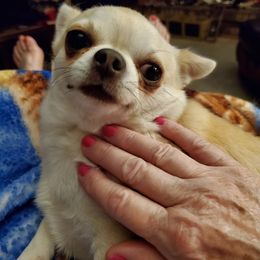 Chihuahuas from Chihuahua's On Dorell