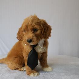Bear - Red  male Goldendoodle puppy in Apopka, Florida from Rae Precious Puppies