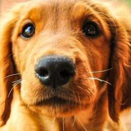 Golden Retrievers from TUX Goldens