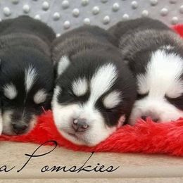 Pomsky Puppies from Indiana Pomsky