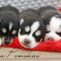 Pomsky Puppies from Indiana Pomsky