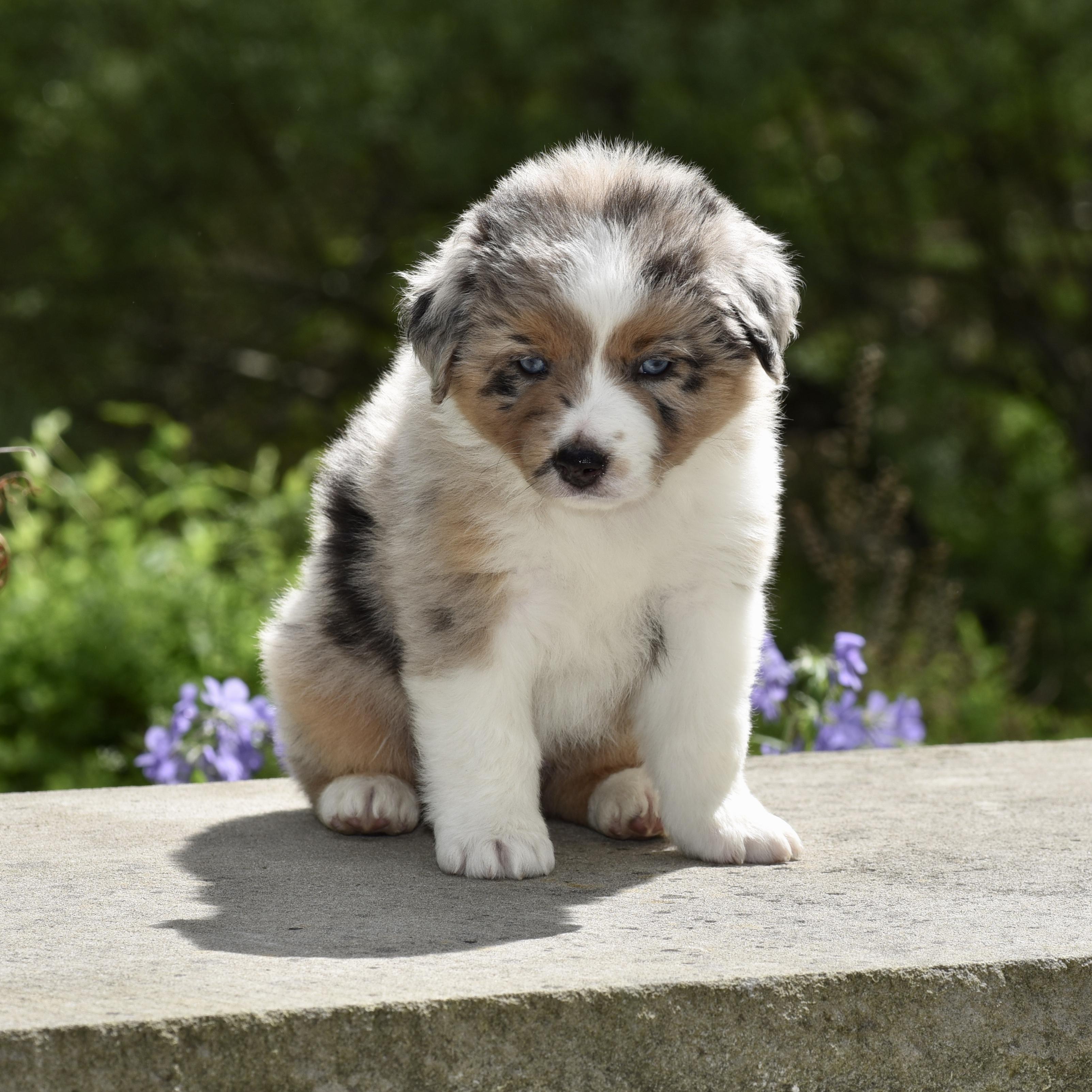 Cedar Moon in New Jersey | Miniature American Shepherd puppies