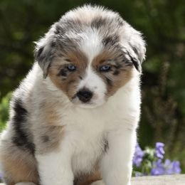 Miniature American Shepherds from Cedar Moon