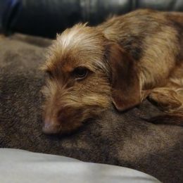 Dachshund Puppies from Dizzy and Marshall puppy