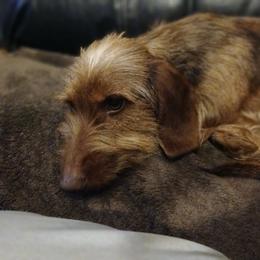 Dachshund Puppies from Dizzy and Marshall puppy