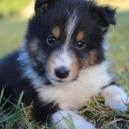 Shetland Sheepdog Puppies from Retter Ridge
