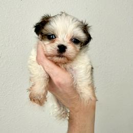 Ron - Red and white male Shih Tzu puppy in Stroud, Oklahoma from Laik’s Little Shihtz & Poms