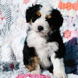 Bernedoodle and Schnoodle Puppies from Grand Lake Poodles & Doodles