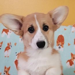 Gemma - Red female Pembroke Welsh Corgi puppy in Gulf Breeze, Florida from Cajun Creek's