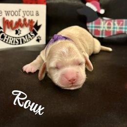 Roux - Cream male Dachshund puppy in Biloxi, Mississippi from Southern Doxies Ms