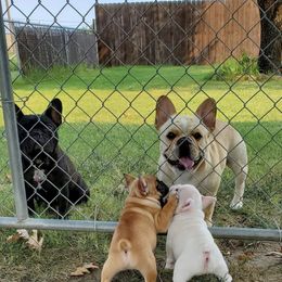 French Bulldogs from Tx Frenchies