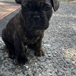 French Bulldog All Grown Up from Frenchie Tempest