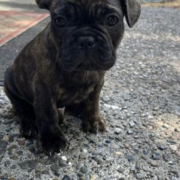 French Bulldog All Grown Up from Frenchie Tempest