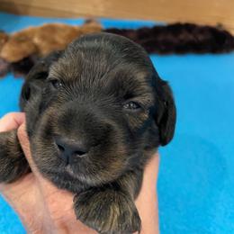 Taffy - Brindle male Dachshund puppy in Bullard, Texas from Mimidachs of Texas