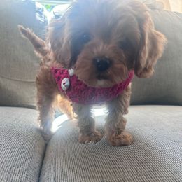 Violet - Red female Cavapoo puppy in Northern, California from Cavapoos R4 Cuddles
