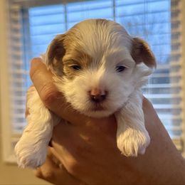 Arlo - Red male Havanese puppy in Wappapello, Missouri from Titanium Havanese LLC