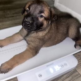 Belgian Malinois Puppies from Lion and The Lamb Kennel