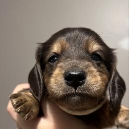 Mr. White - Chocolate and tan male Dachshund puppy in Miami, Florida from Maitime Dachshund