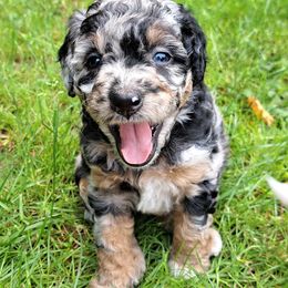 Aussiedoodle Puppies from Doodle Paws Pups
