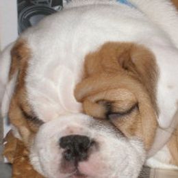Bulldogs from Peggy Williams' Bulldogs