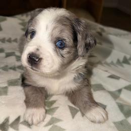 Hazel - Blue merle female Aussiedoodle puppy in Seguin, Texas from Navarro Royal Pups