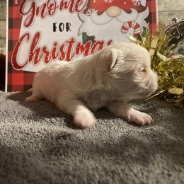Lucy - White female Morkie puppy in Taylorsville, North Carolina from Mountain Top Hot Tailz
