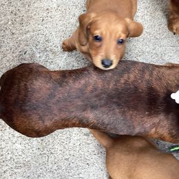 SIENNA - Dachshund