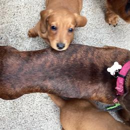 SIENNA - Dachshund