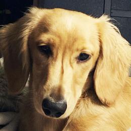 TOBY - Dachshund