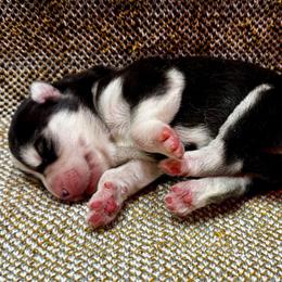 Astra - Black and white female Siberian Husky puppy in Columbus, Nebraska from Happy Howlin' Smokey Mountain Huskies