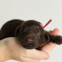 Red - Chocolate male Australian Labradoodle puppy in Williamstown, New York from Lewis Manor Labradoodles