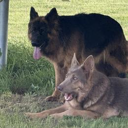 German Shepherds from Legacy Reborn