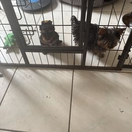 Geeza - Blue and gold female Yorkshire Terrier puppy in Trinity, Florida from Sassyville Yorkies