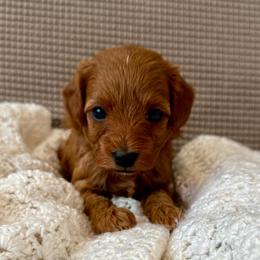 Brown - Red  male Goldendoodle puppy in Fruita Colorado, Colorado from Oodles of Teacup Doodles