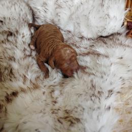 Red Girl 1 - Red  female Goldendoodle puppy in Apache Junction, Arizona from Loving Doodle