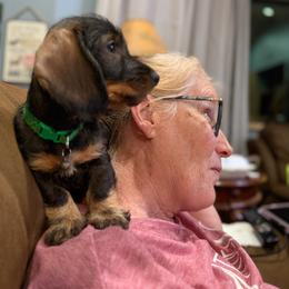 Sadie - Wild boar female Dachshund puppy in Superior, Montana from Never Land Dachshunds of Montana