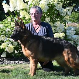 Sativa - German Shepherd