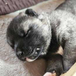 AKC Koda - Black male Akita puppy in Tombstone, Arizona from WeVolution Off-Grid