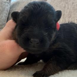 Girl 1 - Black and red female German Shepherd puppy in Battle Ground, Washington from Purebred Elite Shepherds