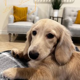 Josie - Dachshund