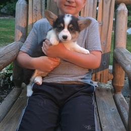 Orange Collar Male - Black and tan male Pembroke Welsh Corgi puppy in Tenino, Washington from LoneStar Corgis NW