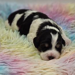 Payday - Tri-color female Bernedoodle puppy in Salem, Missouri from Meadowbrook Poodles
