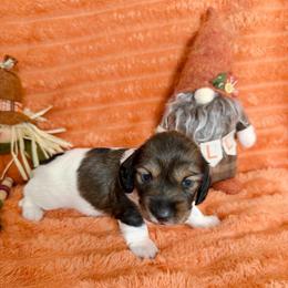 Joey - Cream male Dachshund puppy in Palestine, Texas from Oak tree Dachshunds