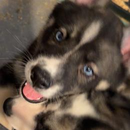 Tina - Agouti and white female Siberian Husky puppy in Indianola, Mississippi from MS Wolf Mafia