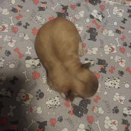 Girl 1 - Gold and white female Shih Tzu puppy in Eastanollee, Georgia from G & J Shih Tzu