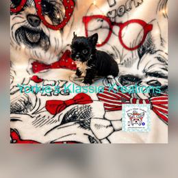 Koda - Parti male Yorkshire Terrier puppy in Dierks, Arkansas from Yorkie’s Klassie Kreations