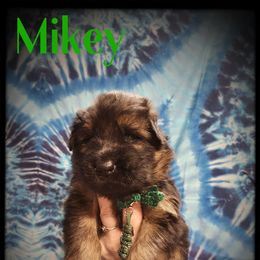 Mikey - Black and tan male German Shepherd puppy in Fort Jennings, Ohio from Von Holtzapple German shepherds