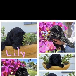 Cocker Spaniel Puppies from Sweet Heart Cockers