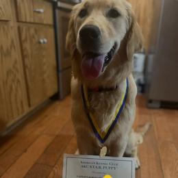 Minnie - Golden Retriever